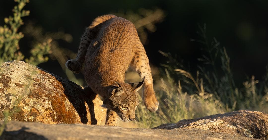 Iberian Lynx Feast in Spain – Extra Departure Added — 36