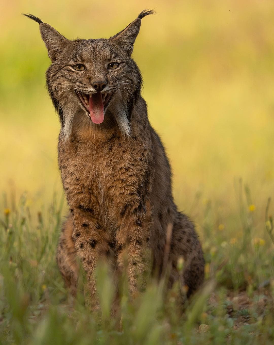 Iberian Lynx Feast in Spain – Extra Departure Added — 4