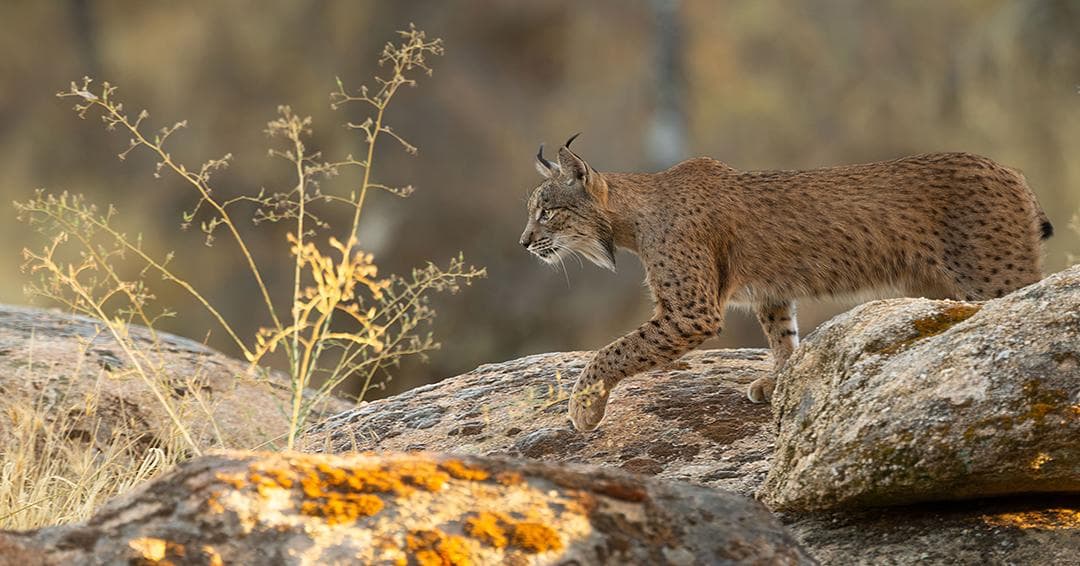 Iberian Lynx Feast in Spain – Extra Departure Added — 5
