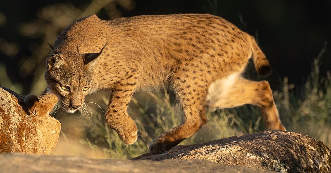 Iberian Lynx Feast in Spain – Extra Departure Added — 35