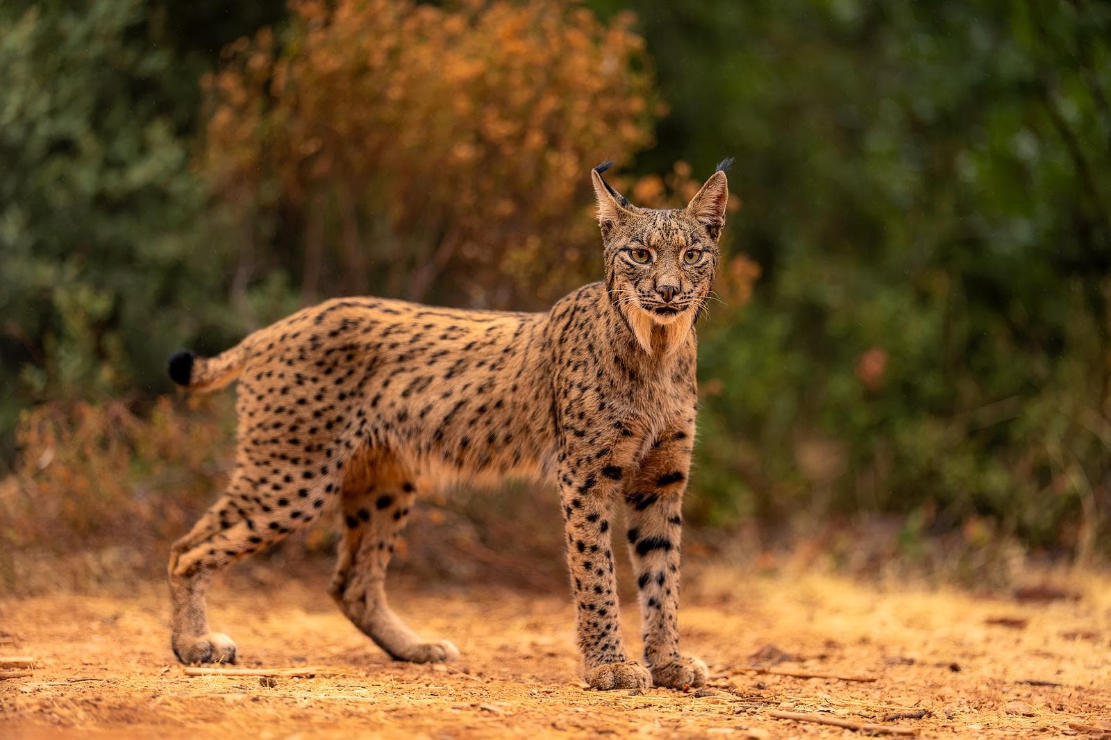 Iberische lynx-festijn in Spanje — 2