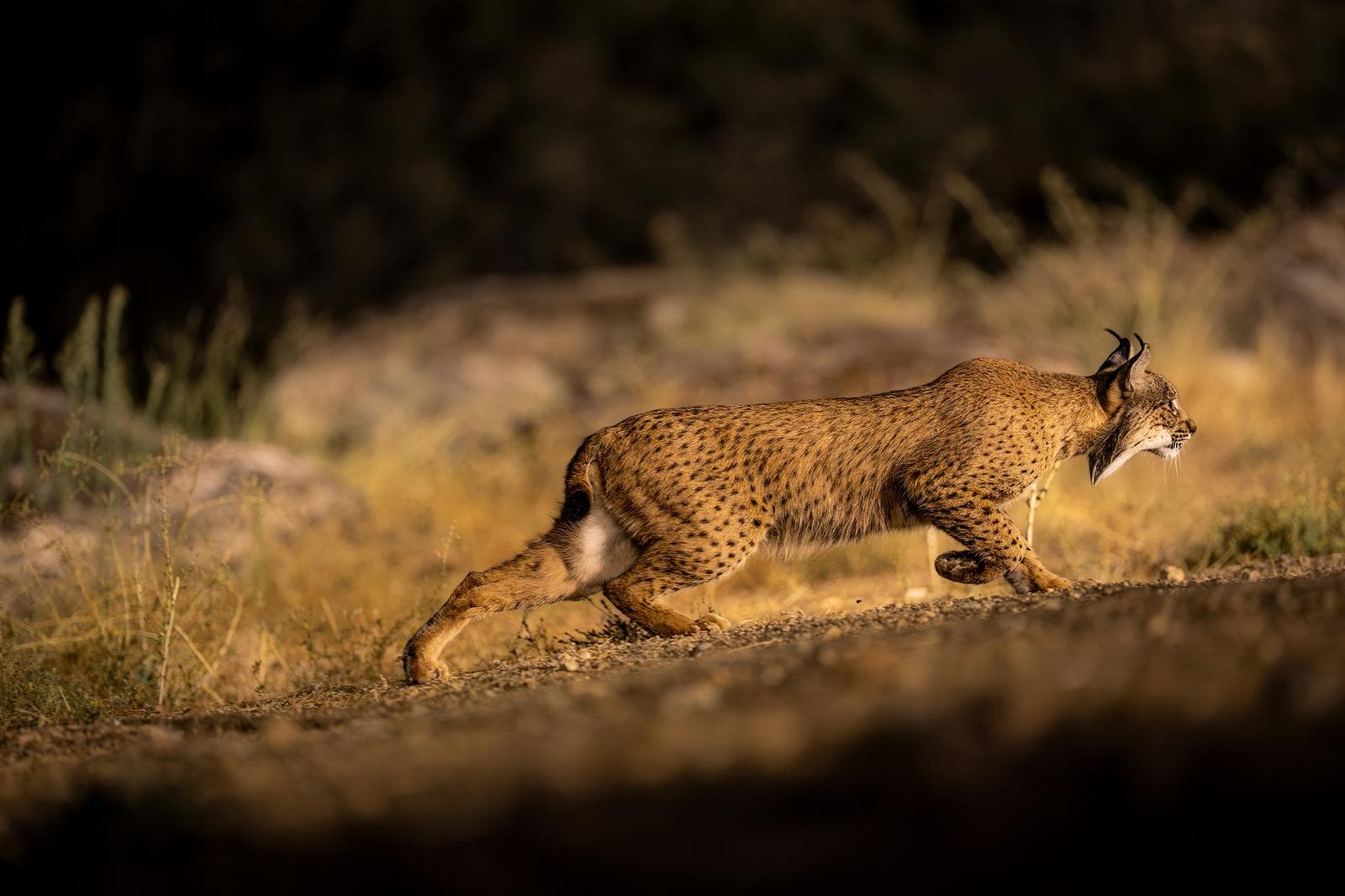 Iberische lynx-festijn in Spanje — 33