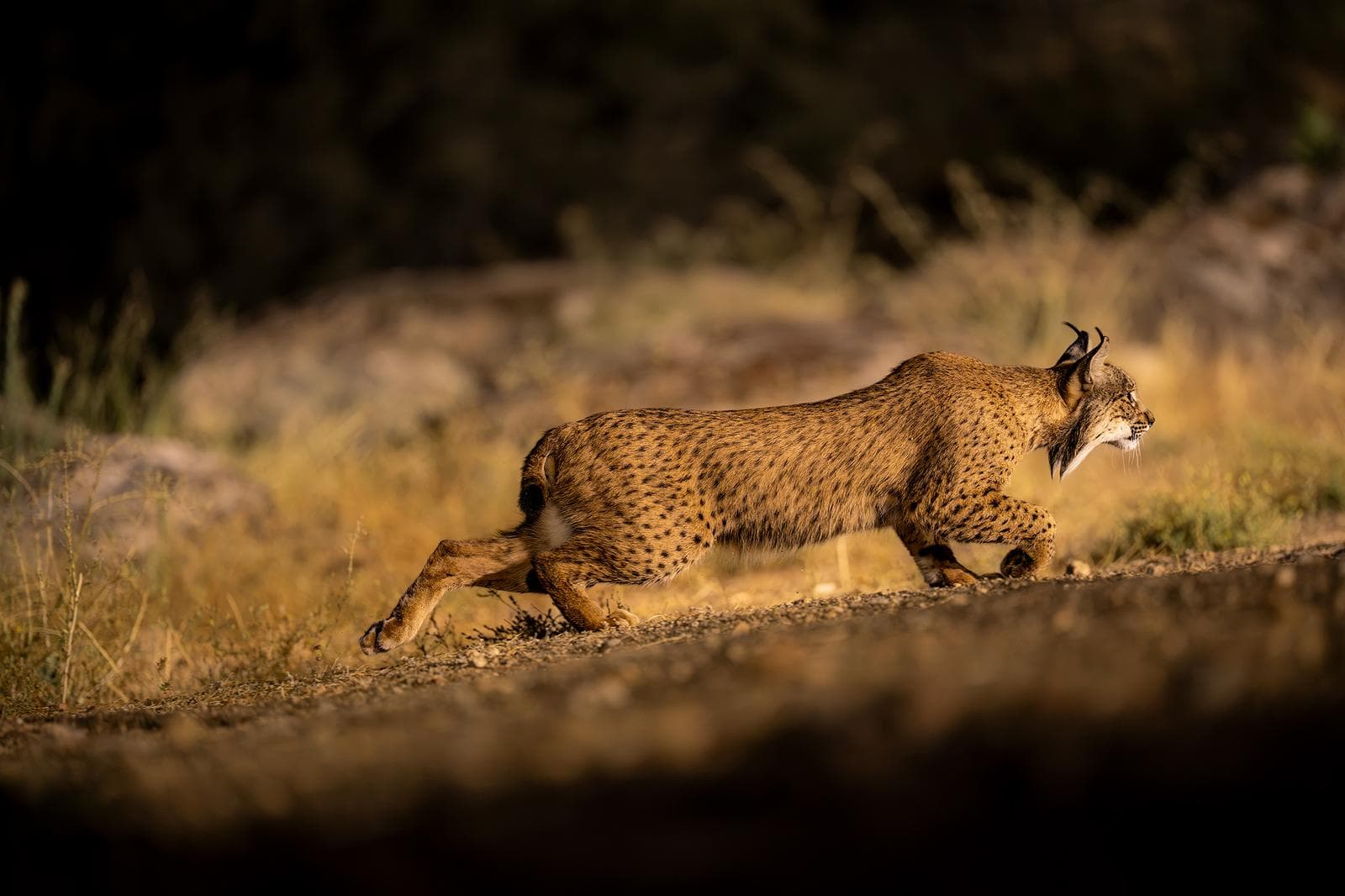 Iberische lynx-festijn in Spanje — 34
