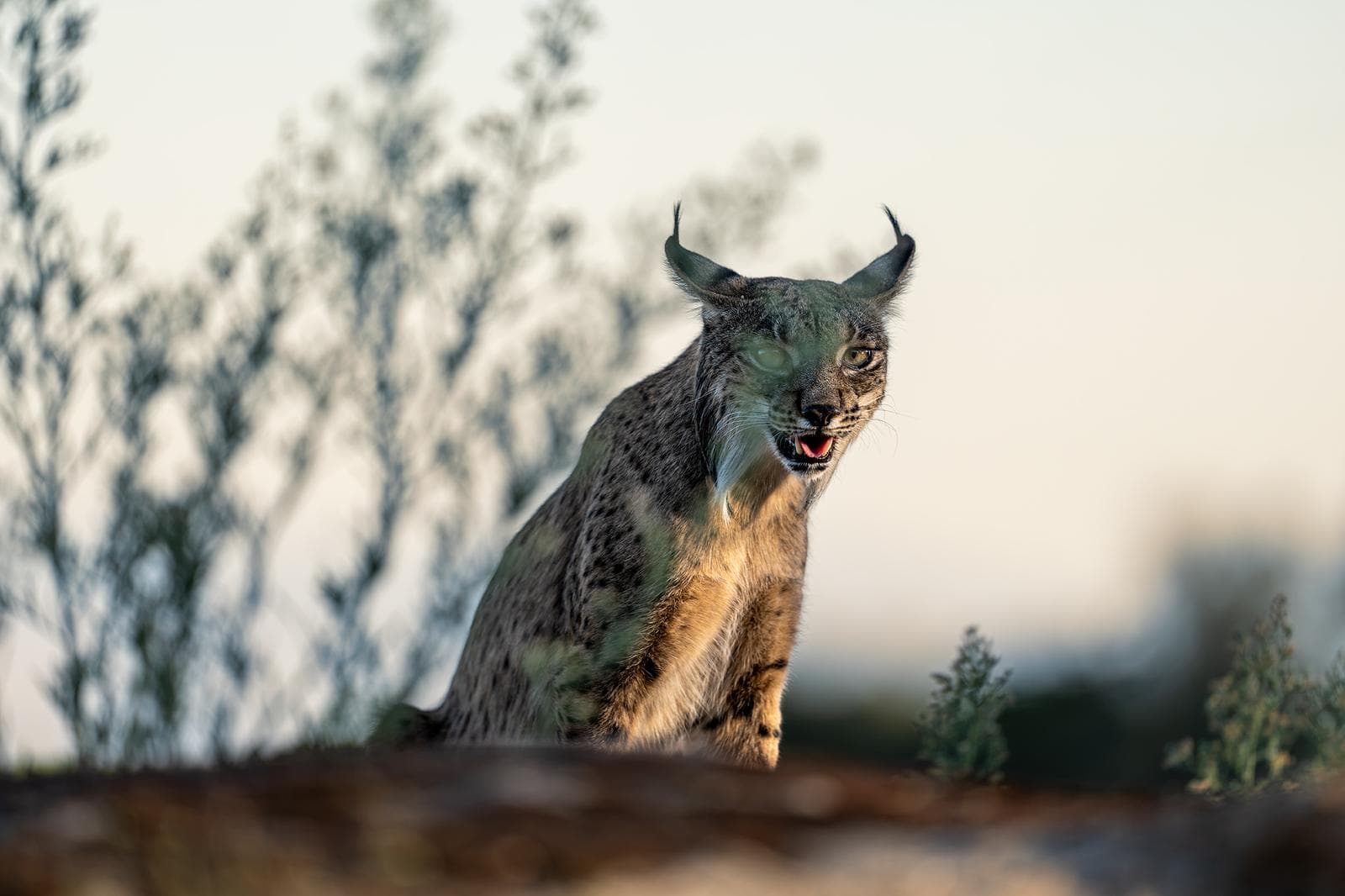Iberische lynx-festijn in Spanje — 18