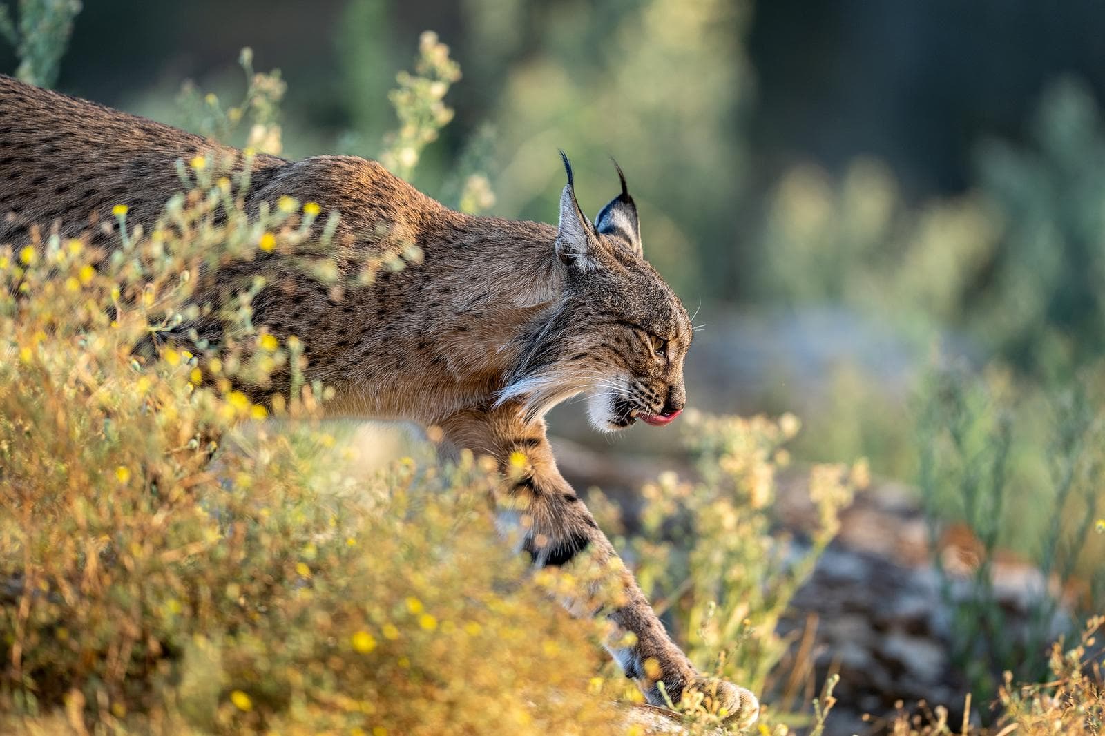 Iberische lynx-festijn in Spanje — 26
