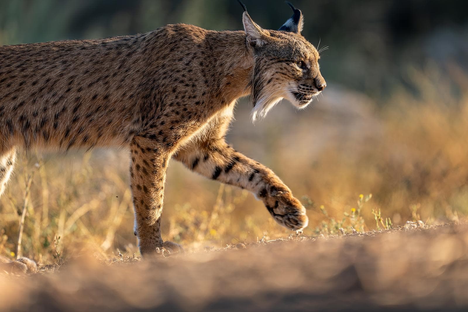 Iberische lynx-festijn in Spanje — 32