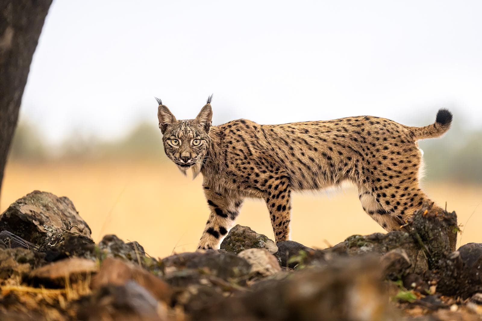 Iberische lynx-festijn in Spanje — 3