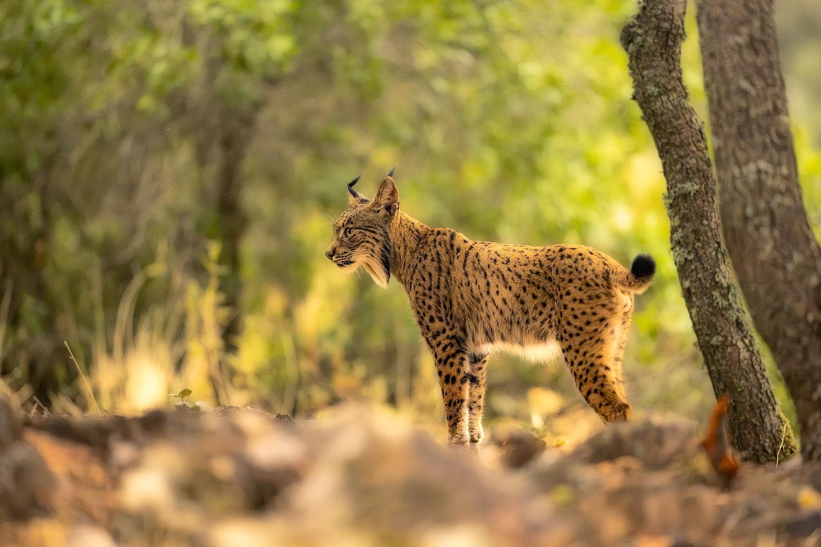 Iberische lynx-festijn in Spanje