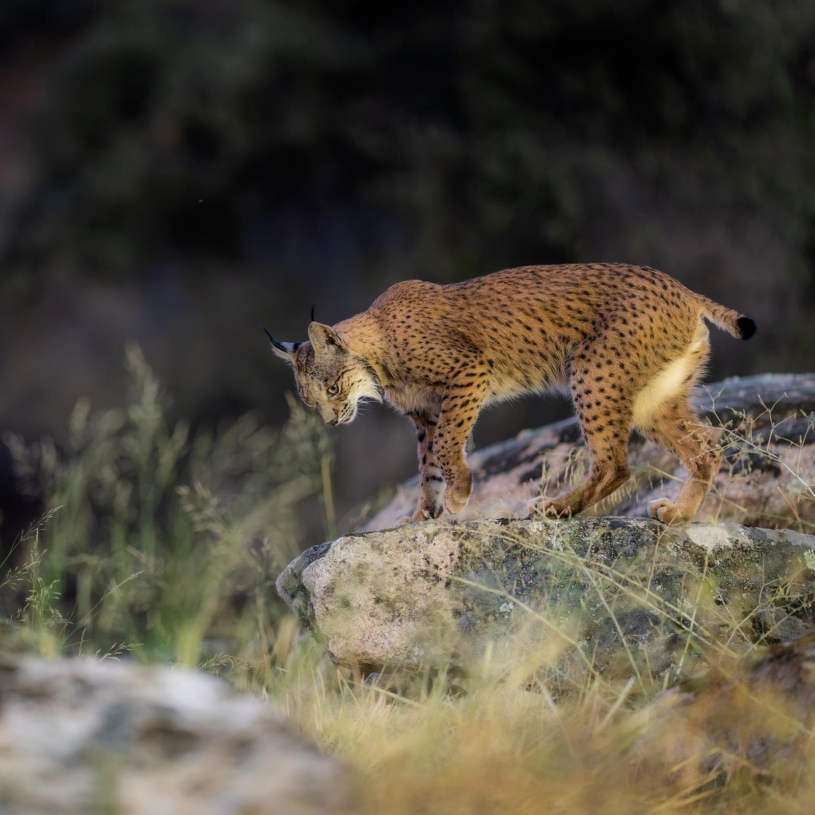 Iberische lynx-festijn in Spanje — 20