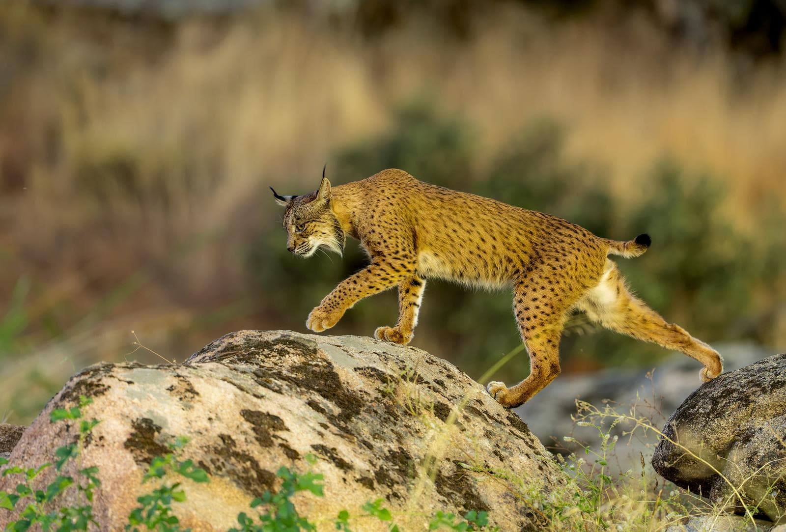 Iberische lynx-festijn in Spanje — 19