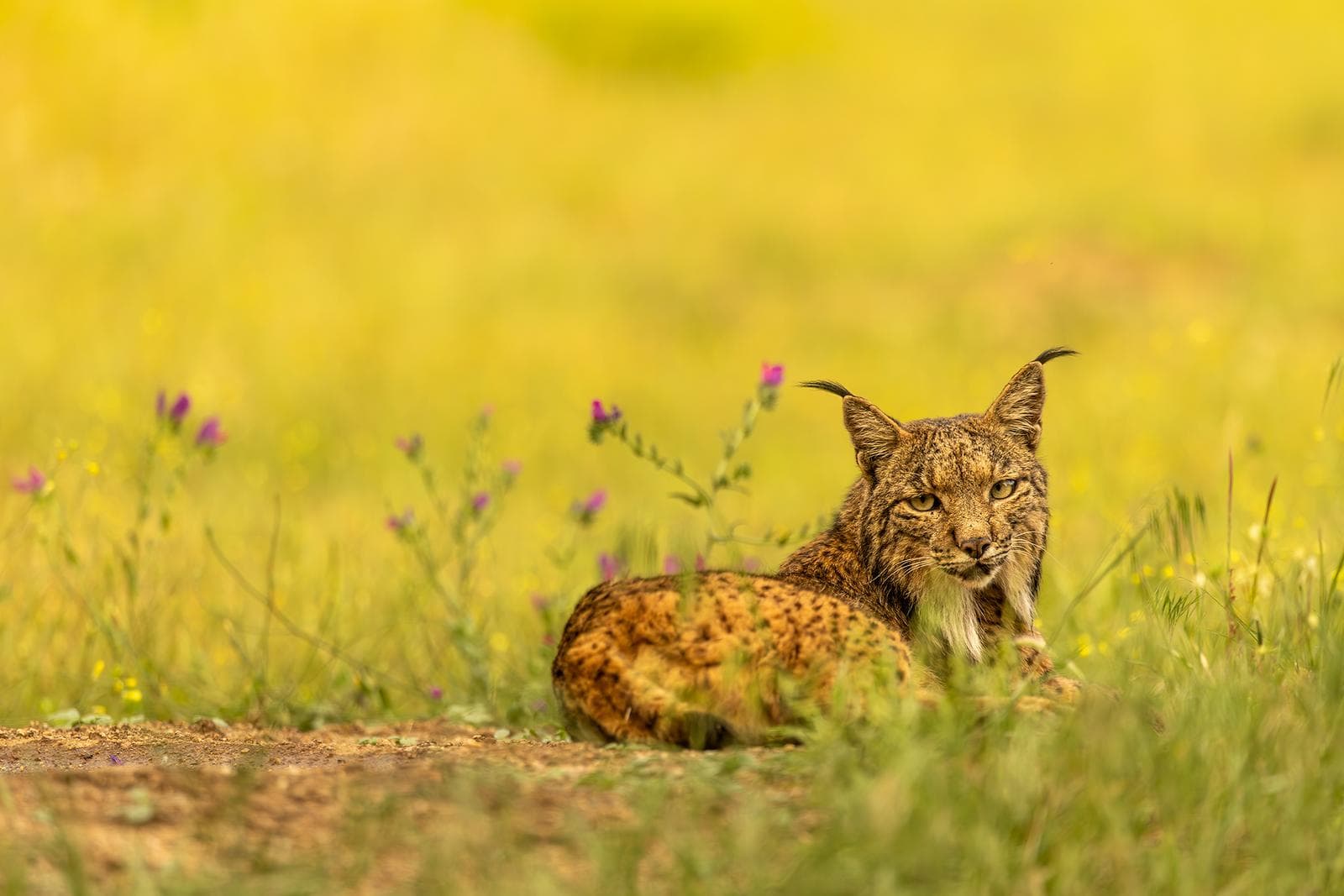 Iberische lynx-festijn in Spanje — 24