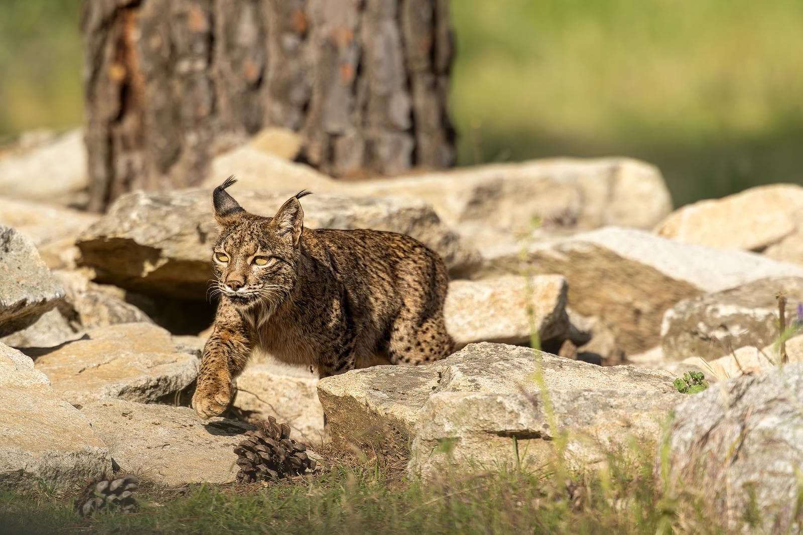 Iberische lynx-festijn in Spanje — 16