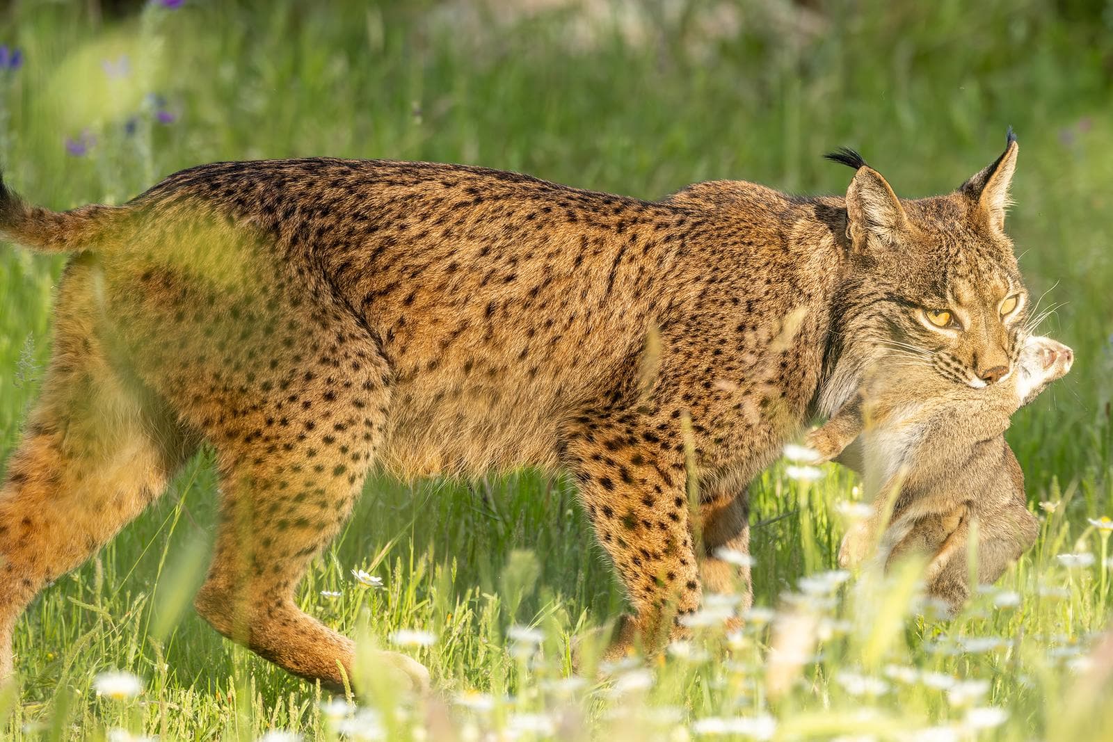 Iberische lynx-festijn in Spanje — 17