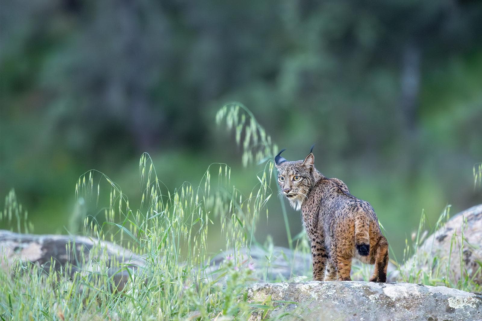Iberische lynx-festijn in Spanje — 15