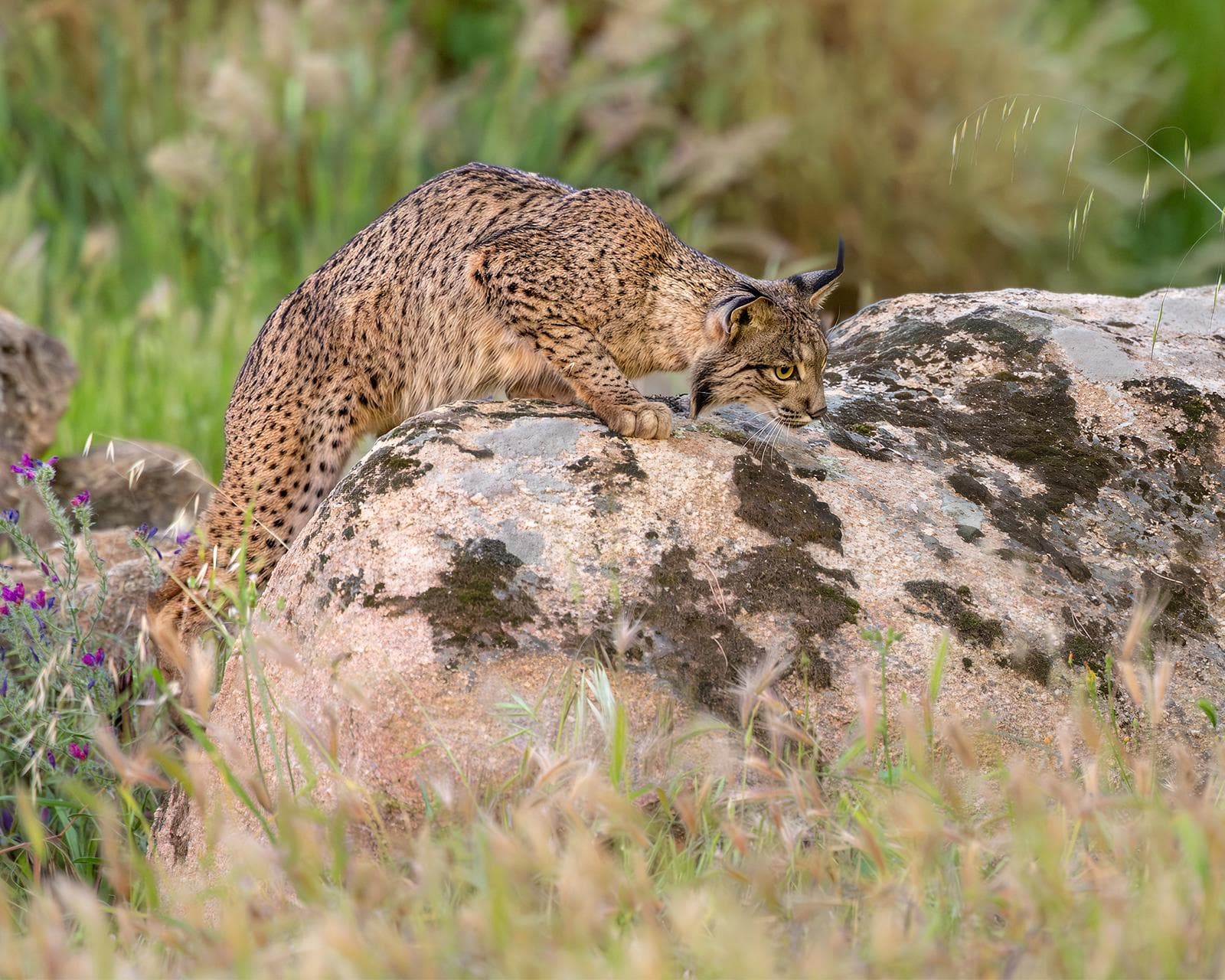 Iberische lynx-festijn in Spanje — 14