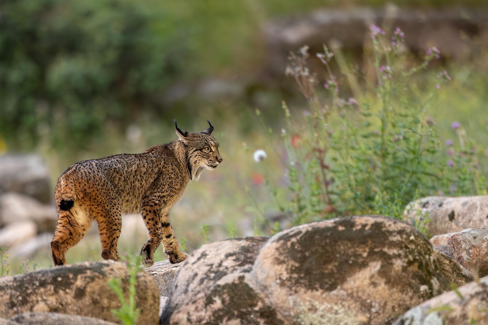Iberische lynx-festijn in Spanje — 13