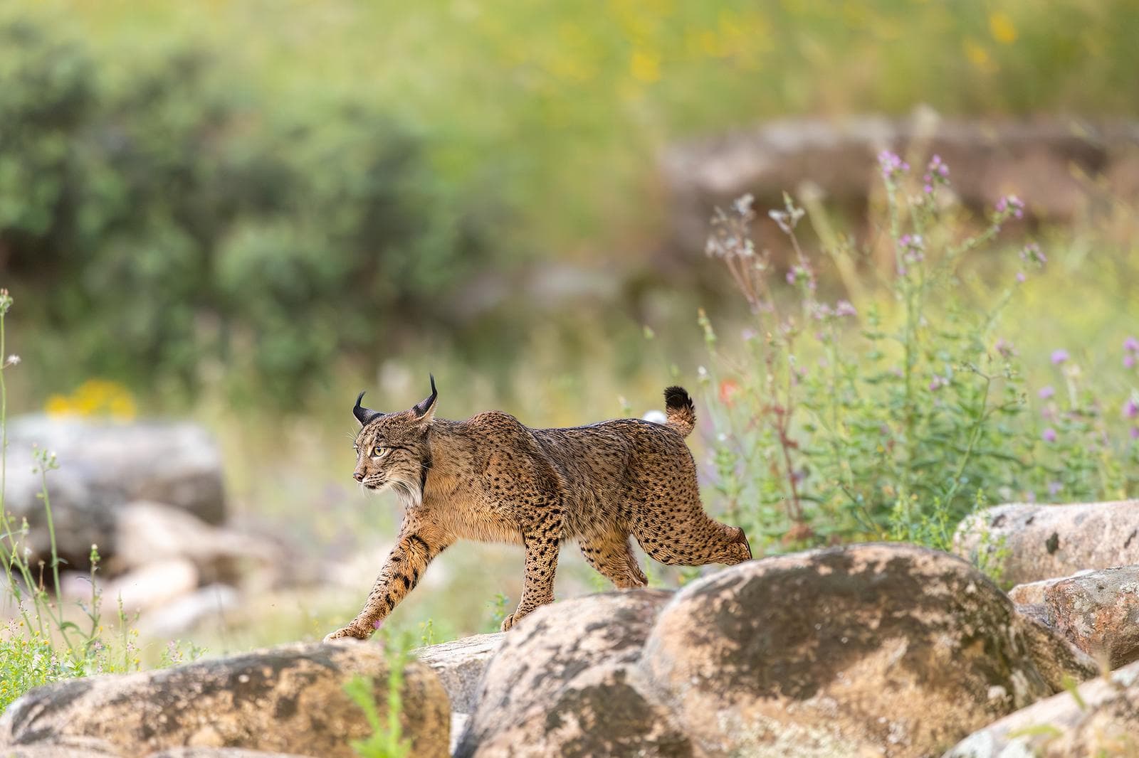 Iberische lynx-festijn in Spanje — 12