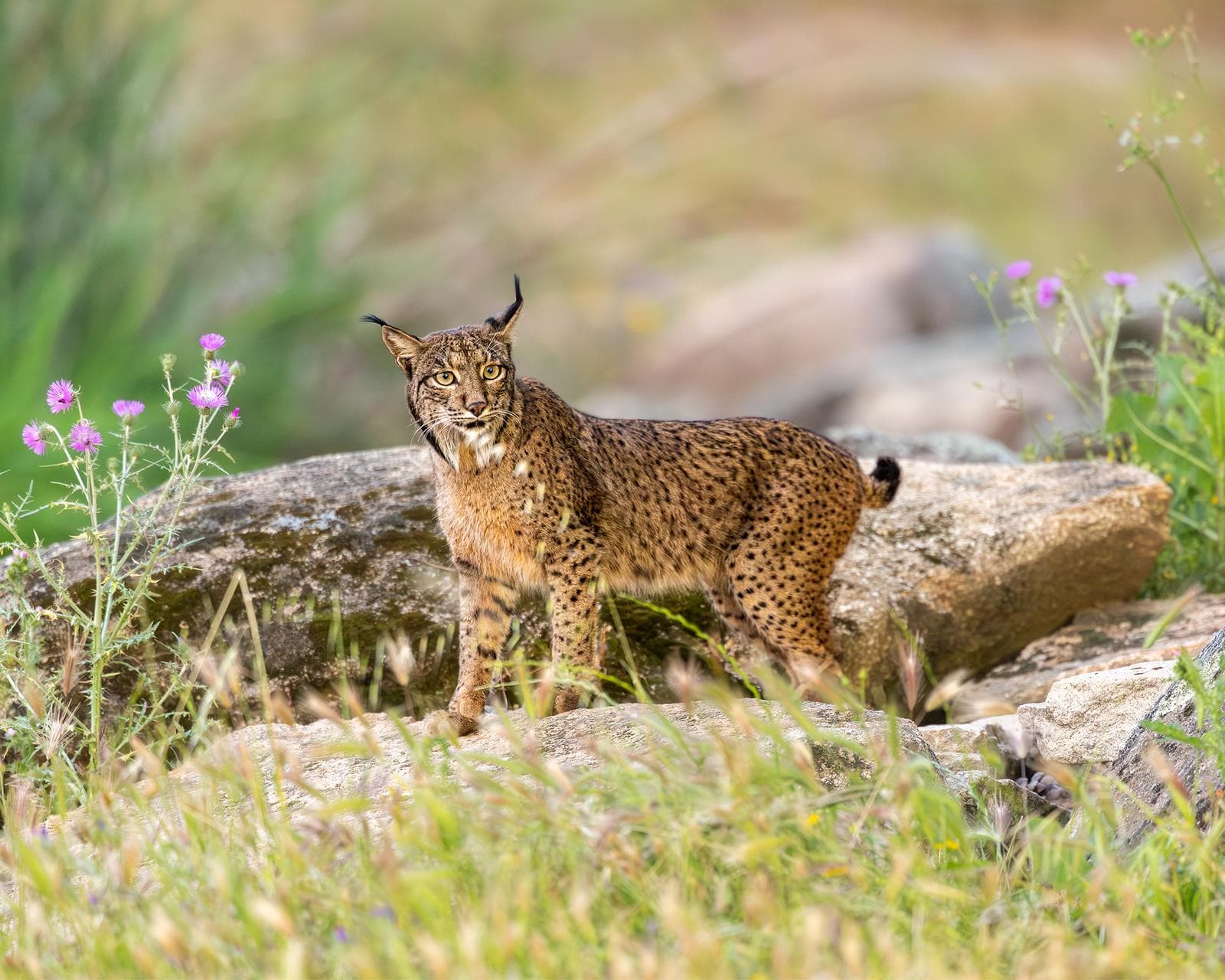 Iberische lynx-festijn in Spanje — 11
