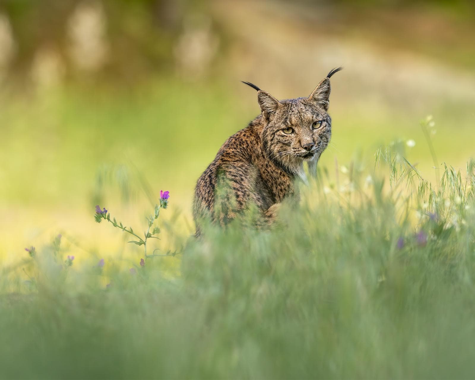 Iberische lynx-festijn in Spanje — 27