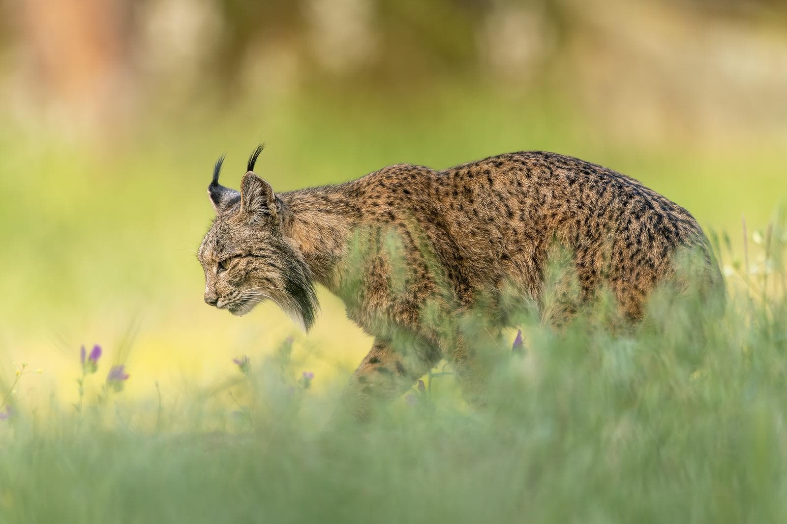 Iberische lynx-festijn in Spanje — 10