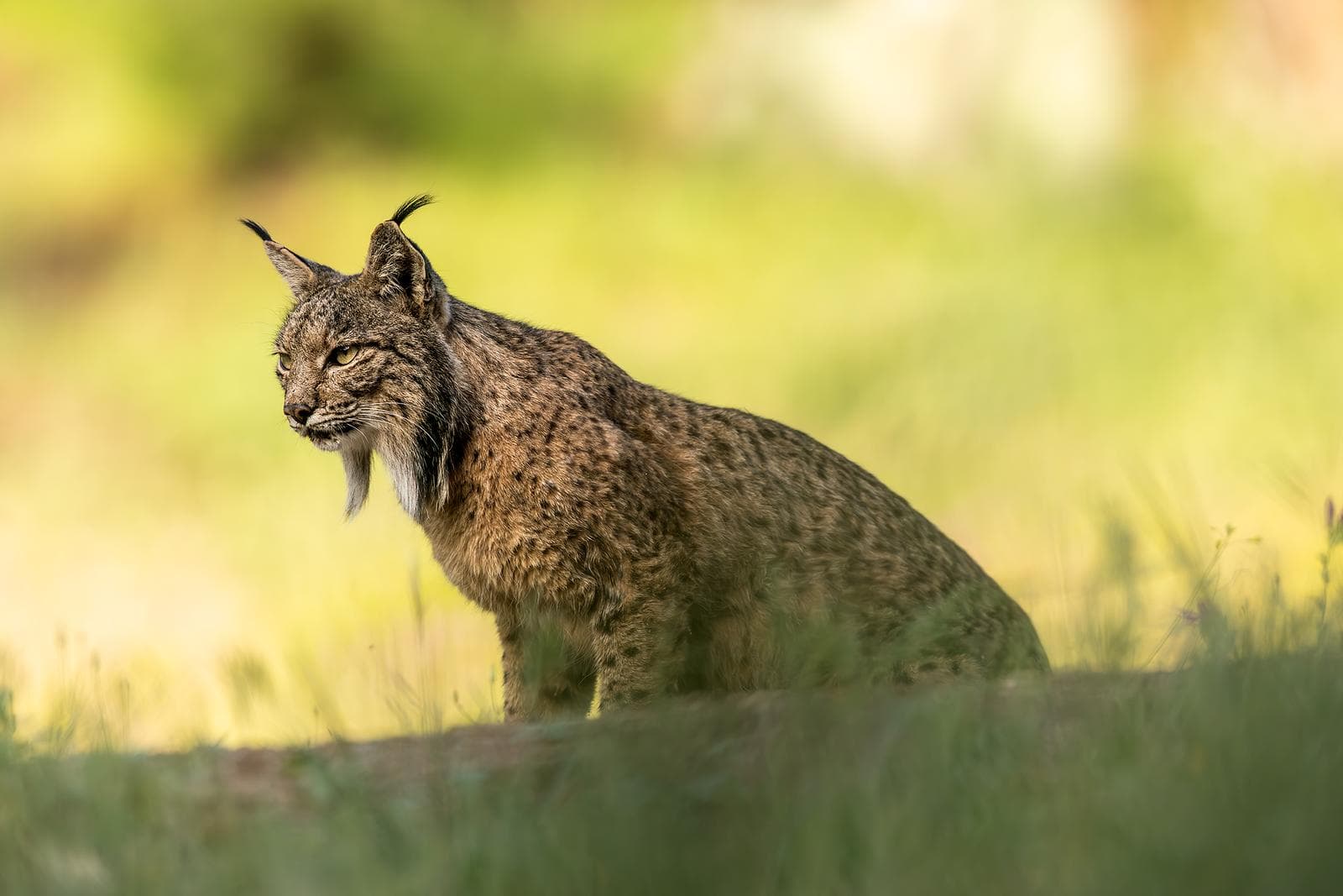 Iberische lynx-festijn in Spanje — 9