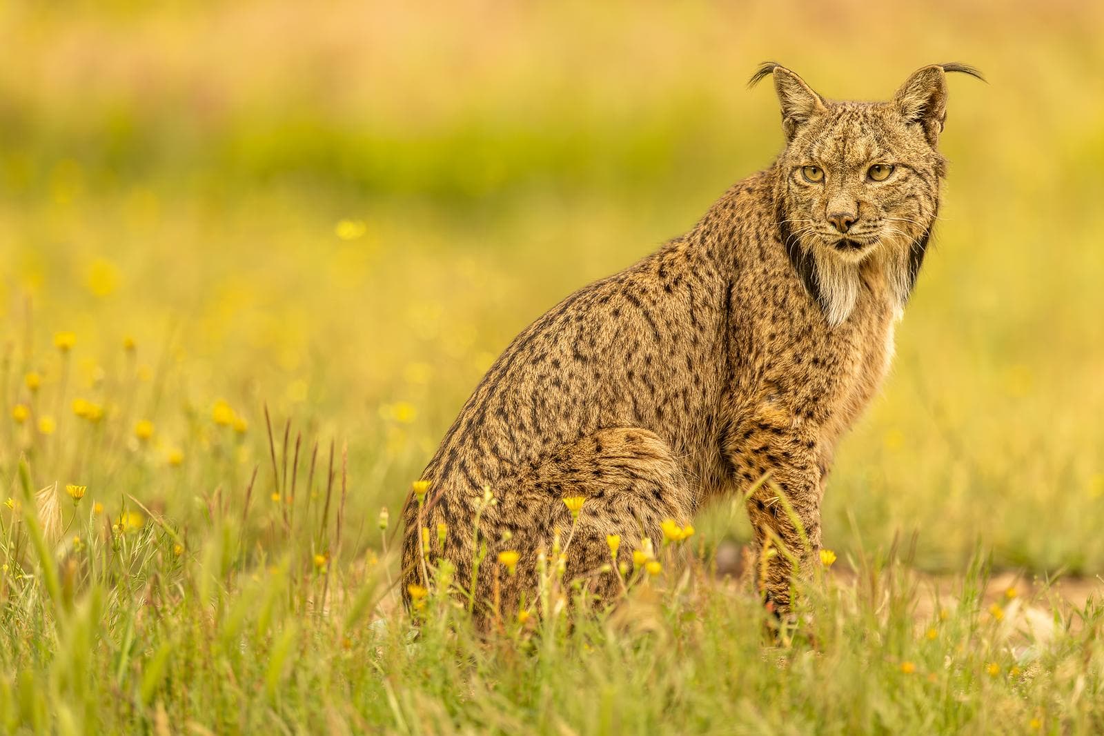 Iberische lynx-festijn in Spanje — 5