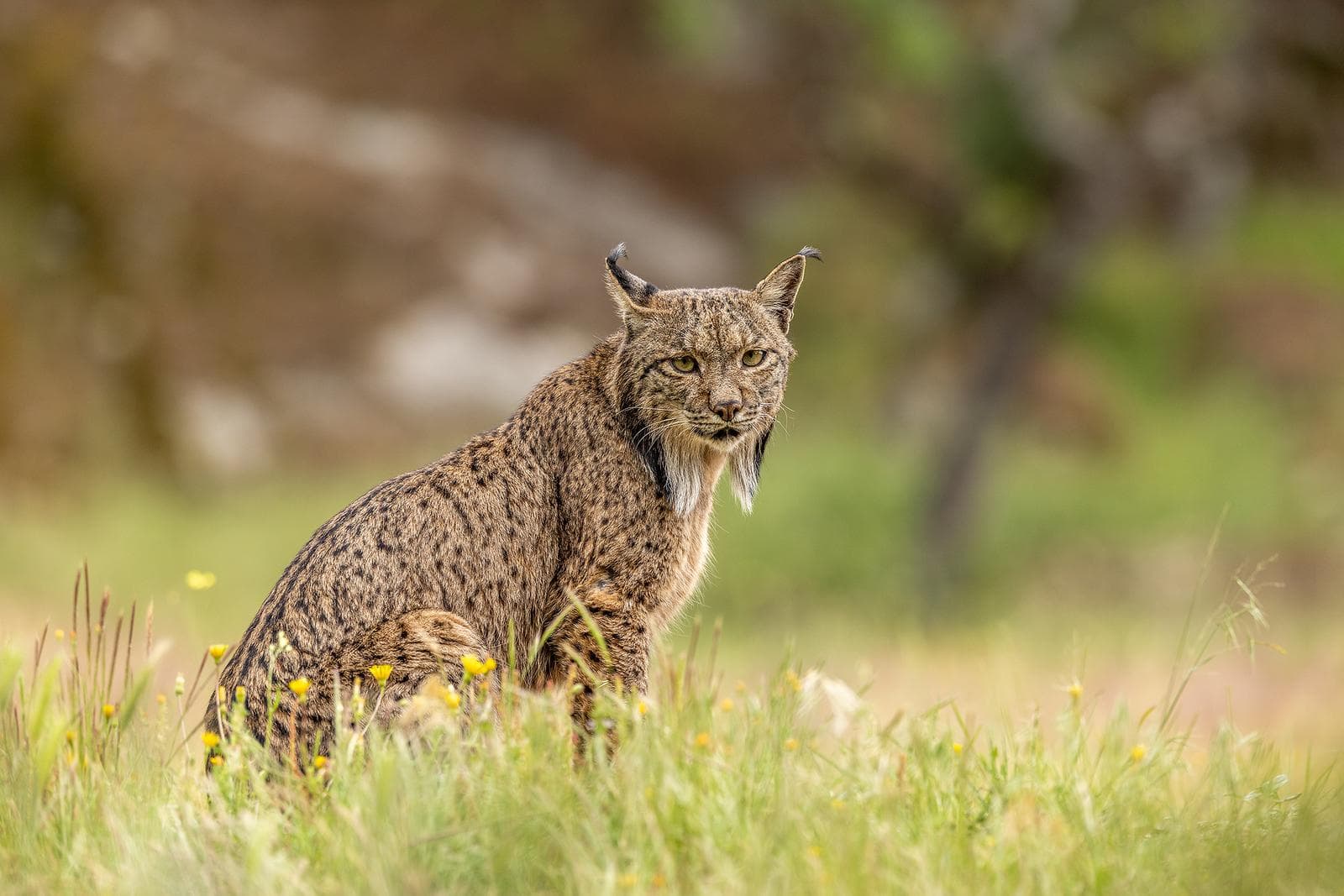Iberische lynx-festijn in Spanje — 8