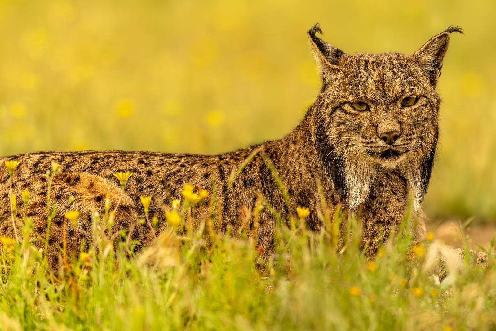 Iberische lynx-festijn in Spanje — 6