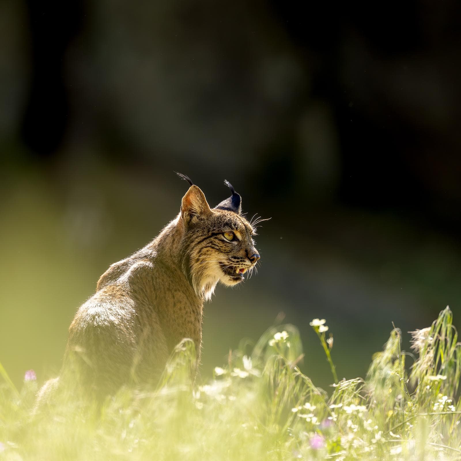 Iberische lynx-festijn in Spanje — 7
