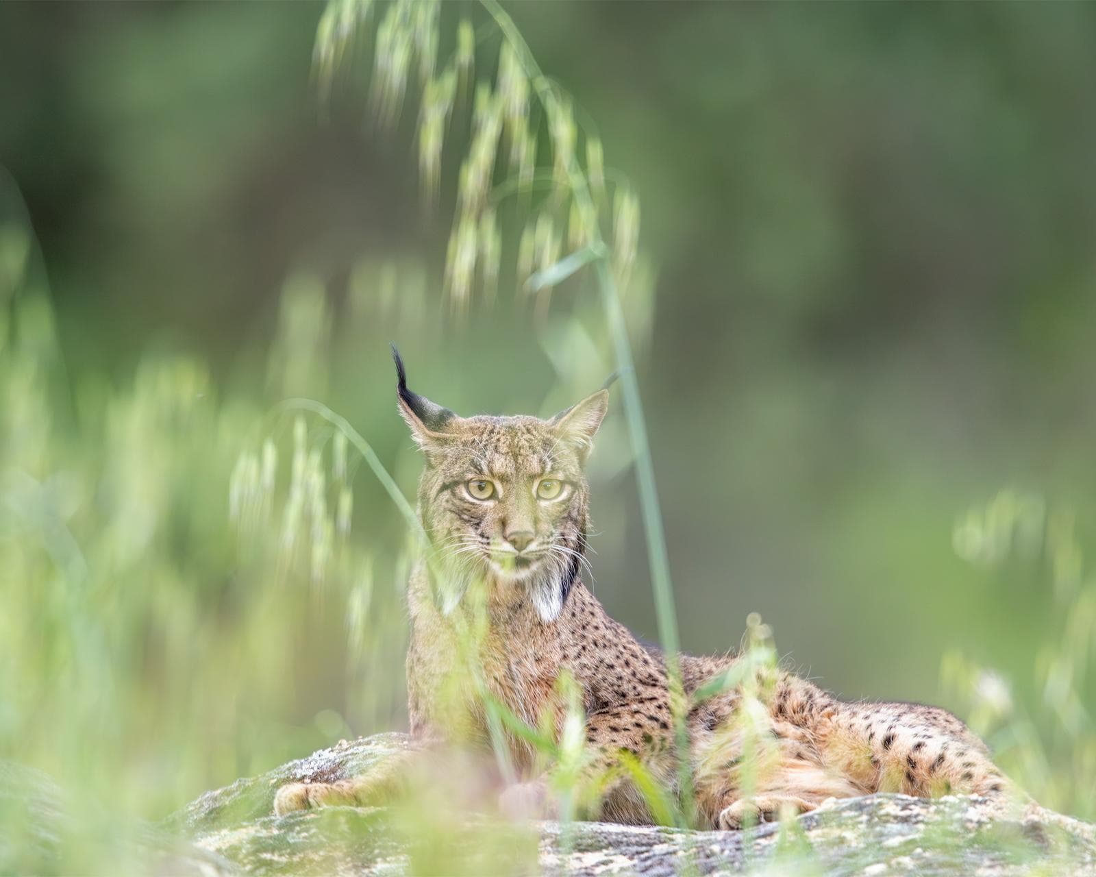 Iberische lynx-festijn in Spanje — 23