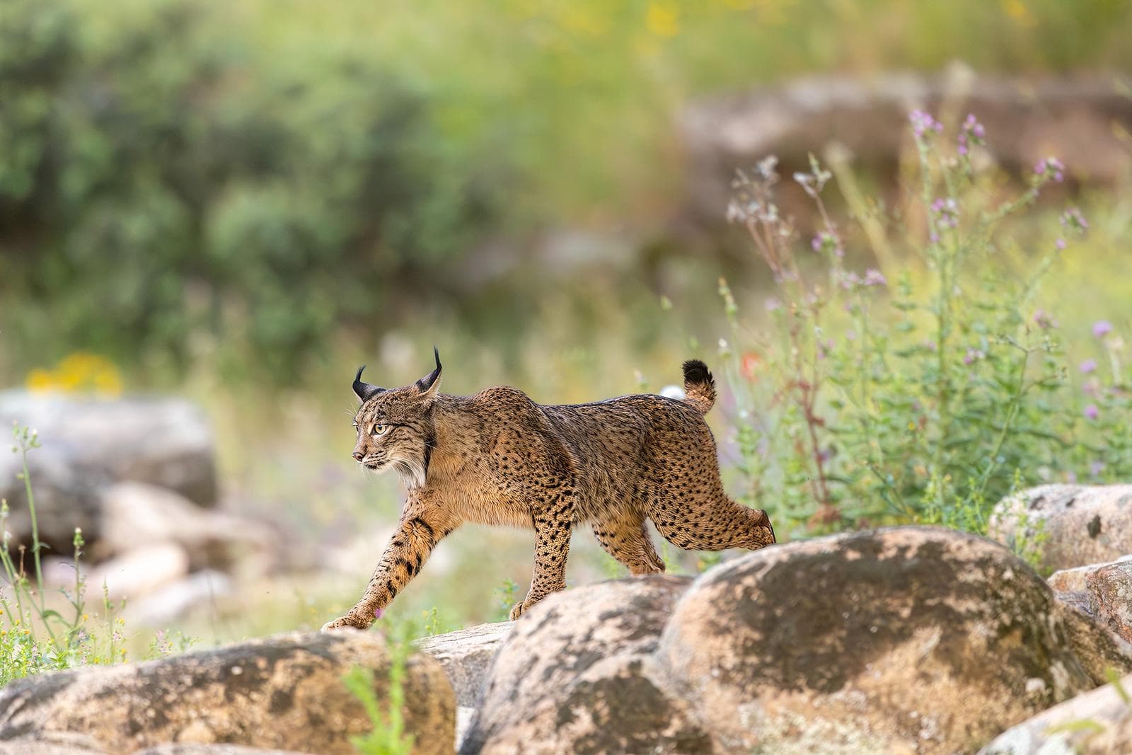 Iberische lynx-festijn in Spanje — 25