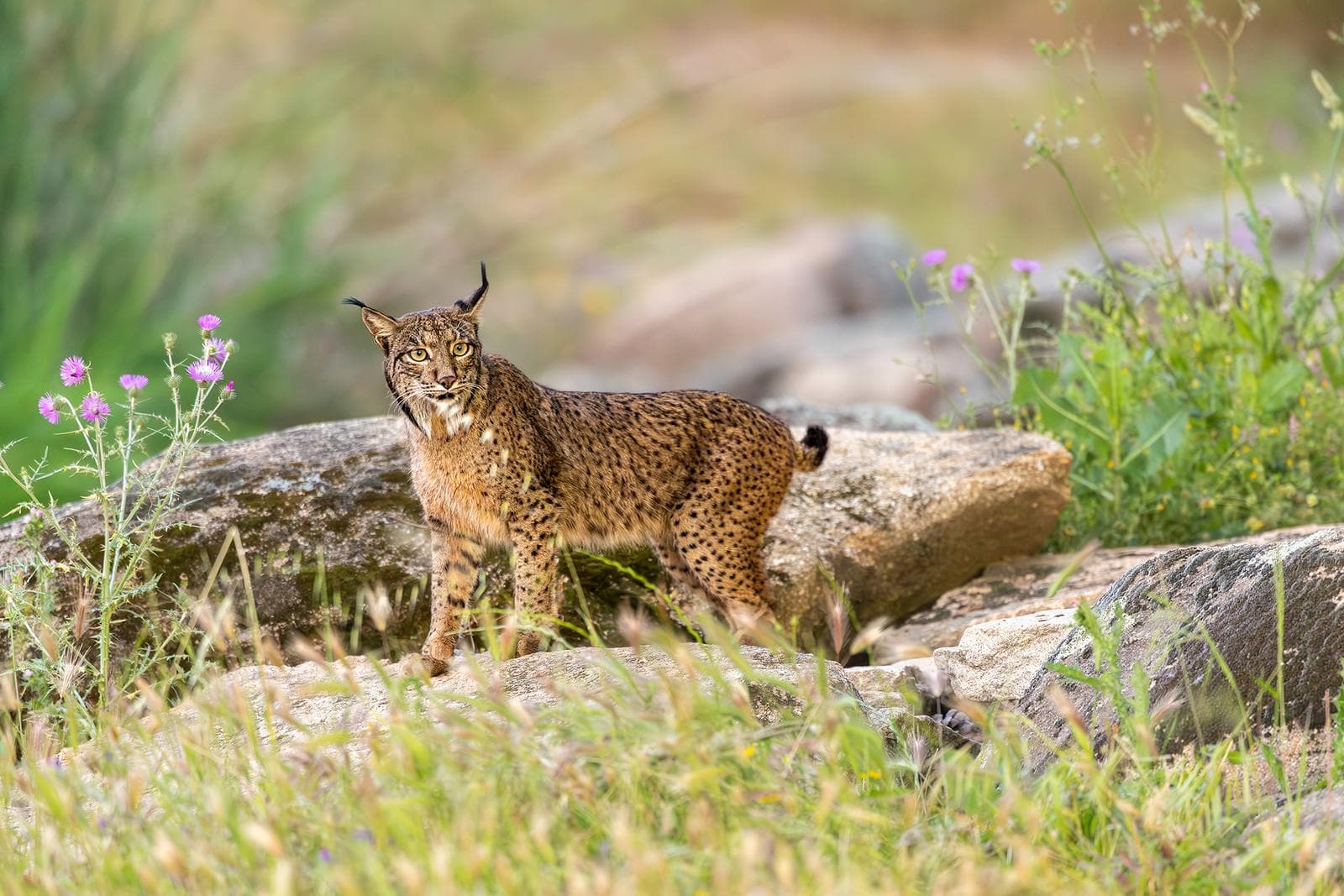Iberische lynx-festijn in Spanje — 29