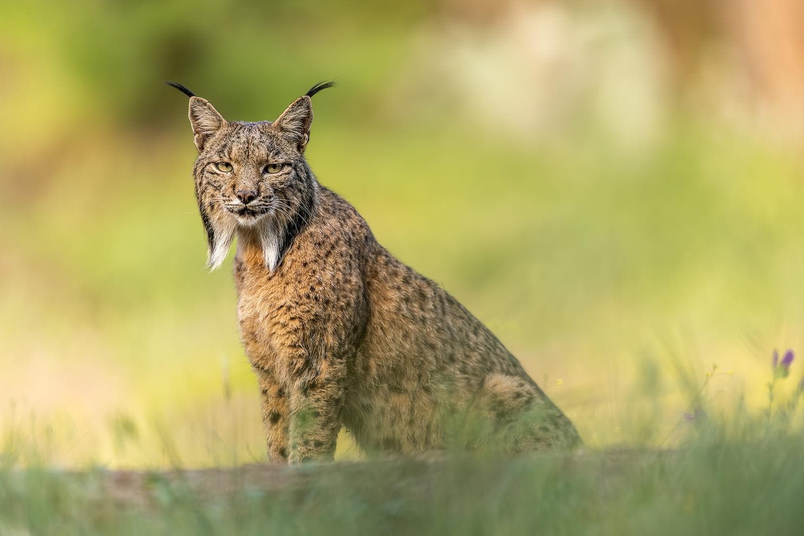 Iberische lynx-festijn in Spanje — 30