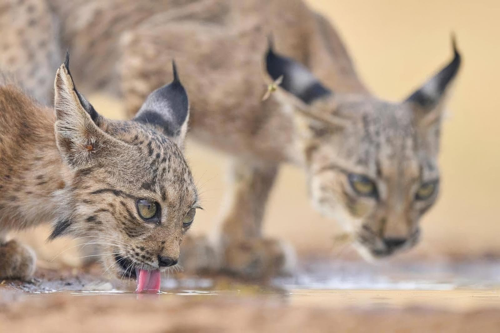 Iberische lynx-festijn in Spanje — 35