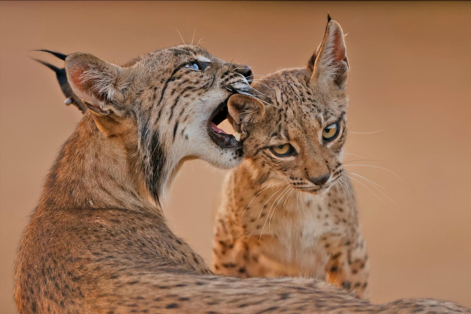 Iberische lynx-festijn in Spanje — 36