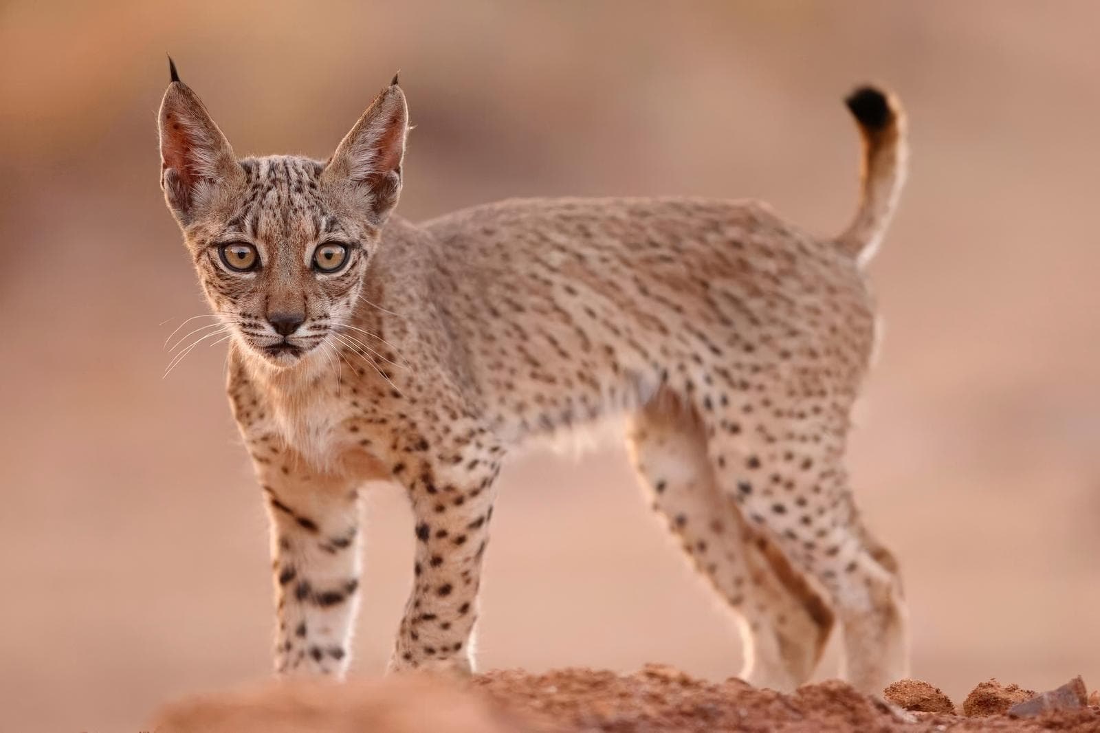 Iberische lynx-festijn in Spanje — 37
