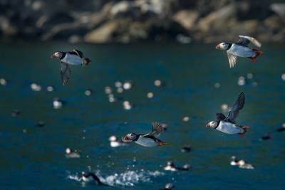 Puffins on Runde — 5