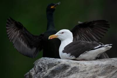 Puffins on Runde — 15