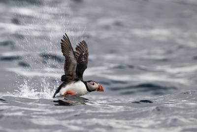 Puffins on Runde — 33