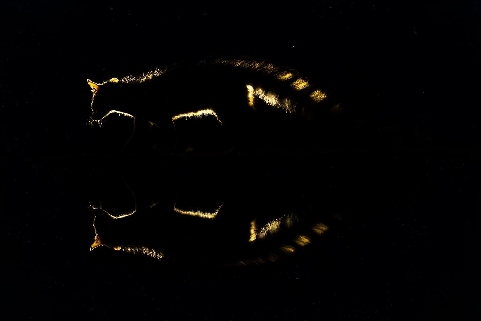 Gömslefotografering i Shompole Wilderness — 20
