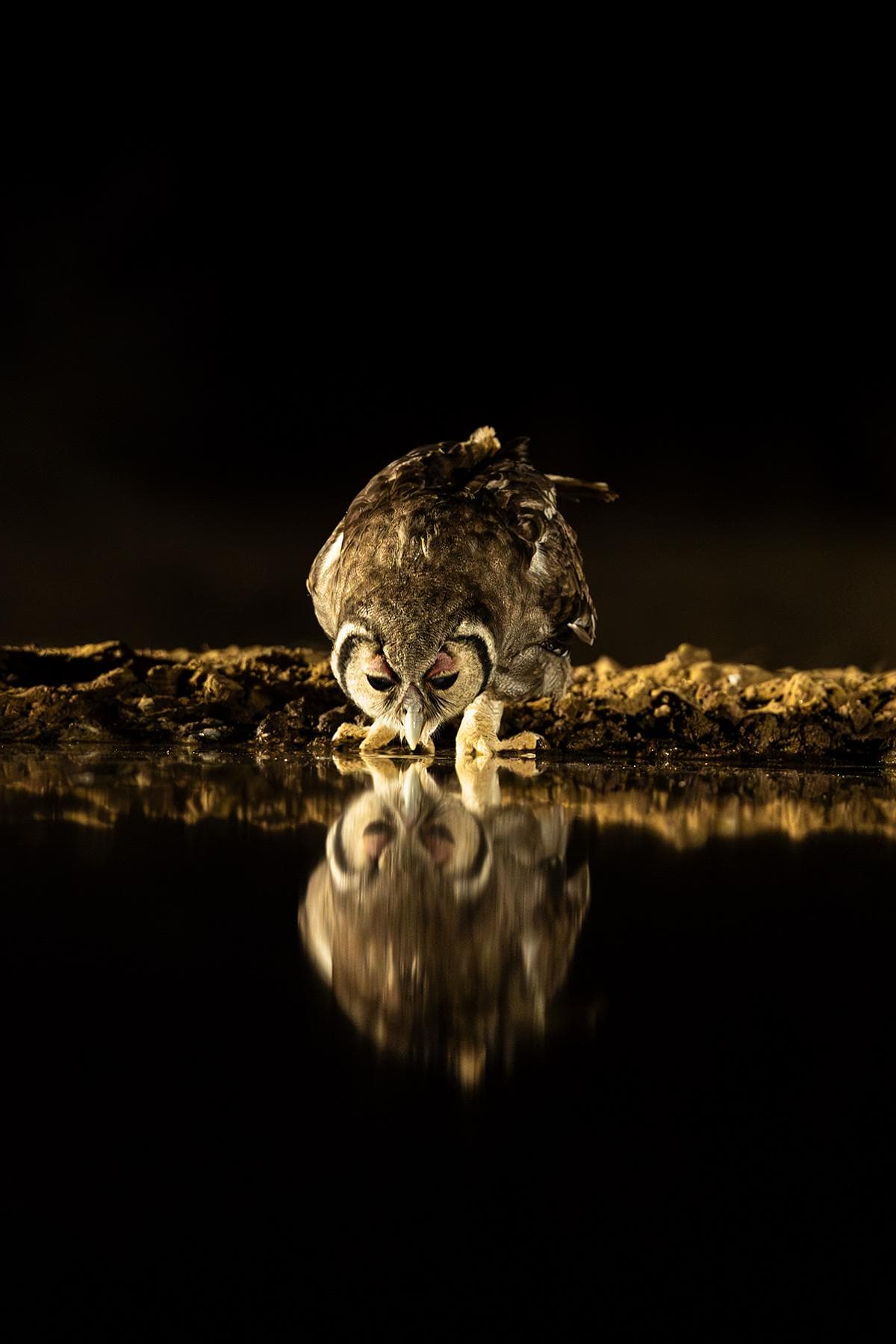 Hide photography in Shompole Wilderness — 11
