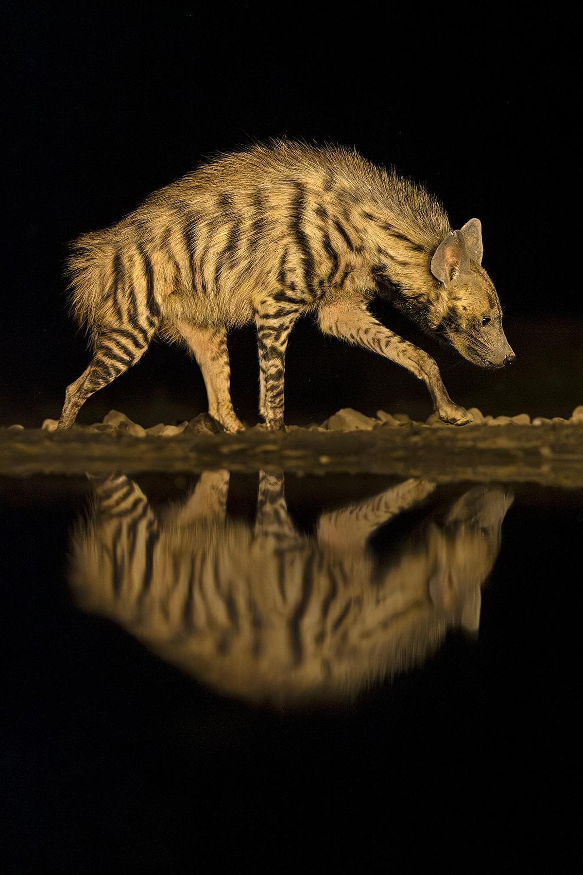 Hide photography in Shompole Wilderness — 12