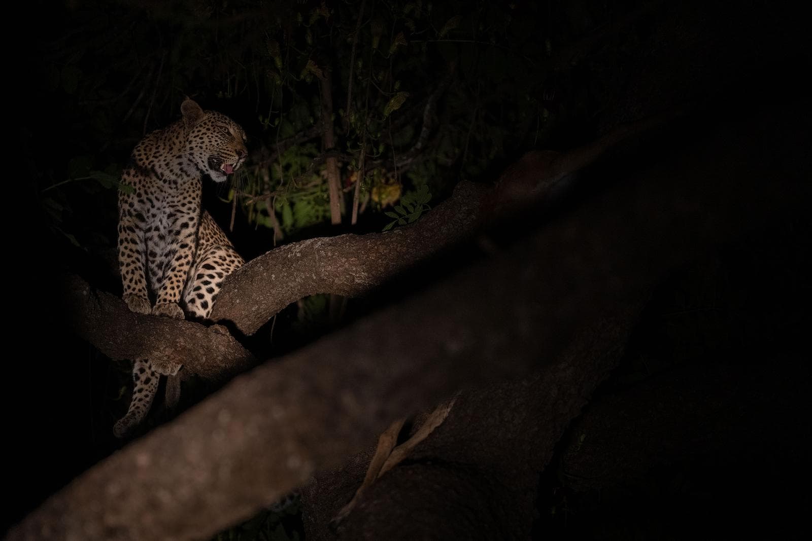 South Luangwa — 22