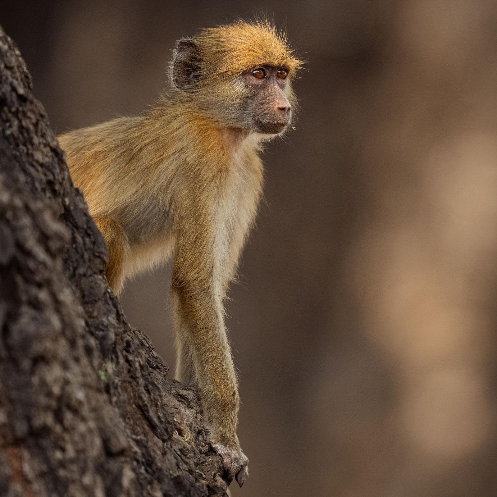 South Luangwa — 47