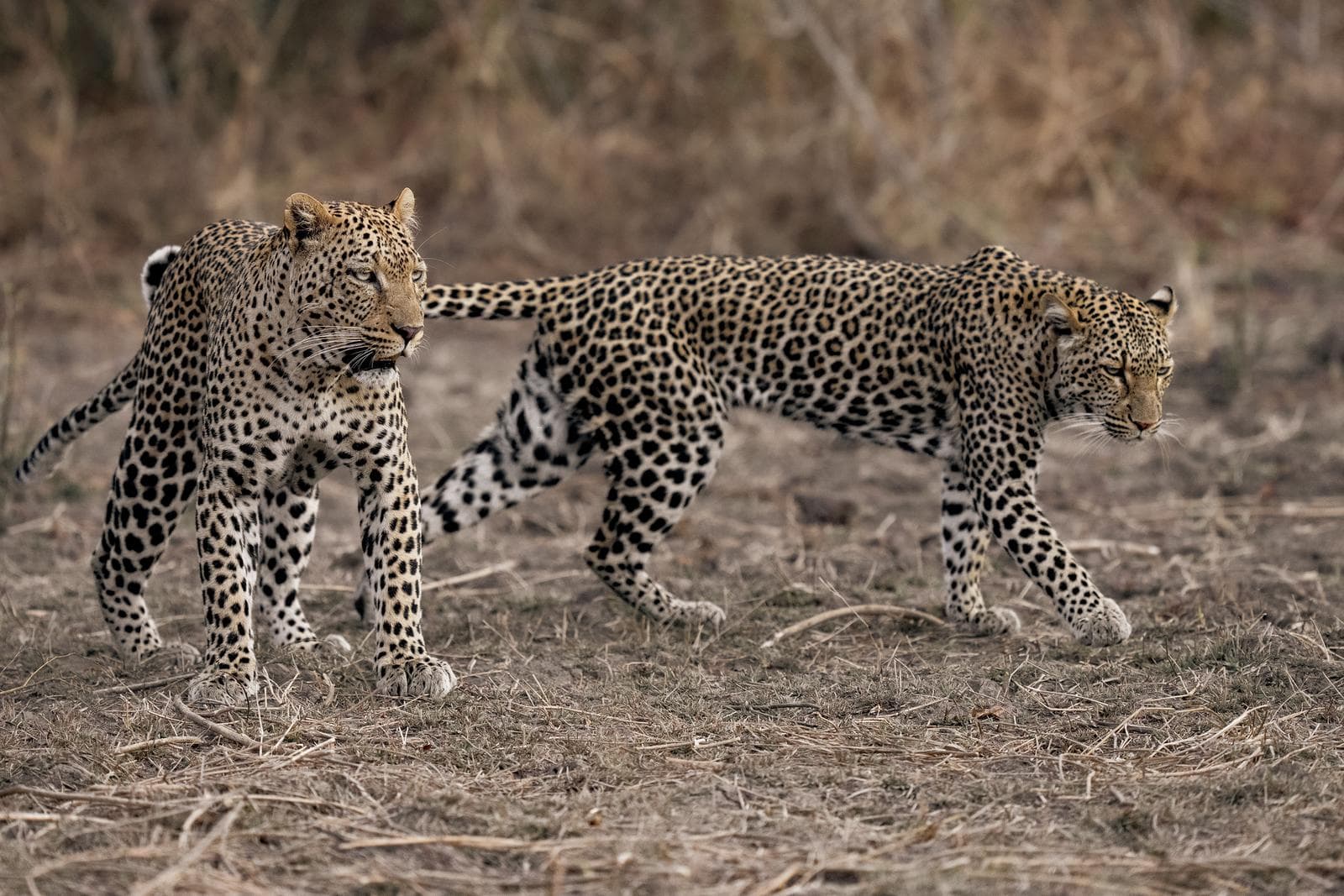 south-luangwa