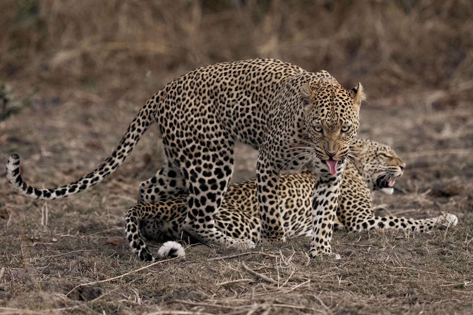 South Luangwa — 15