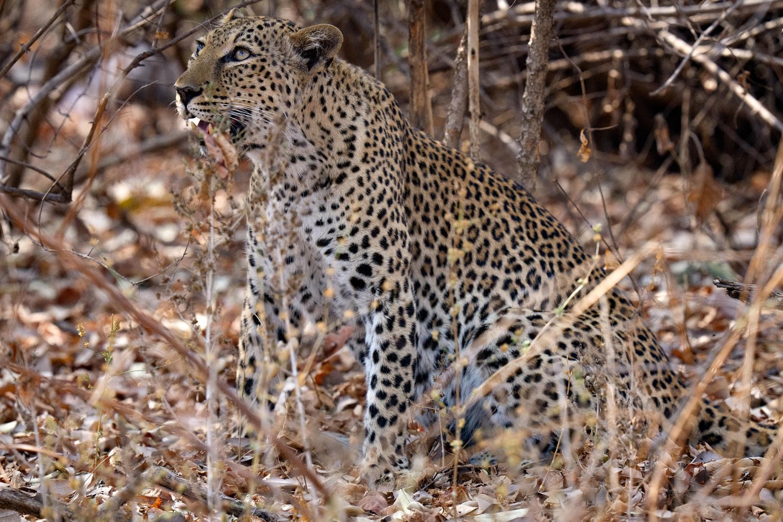 South Luangwa — 43