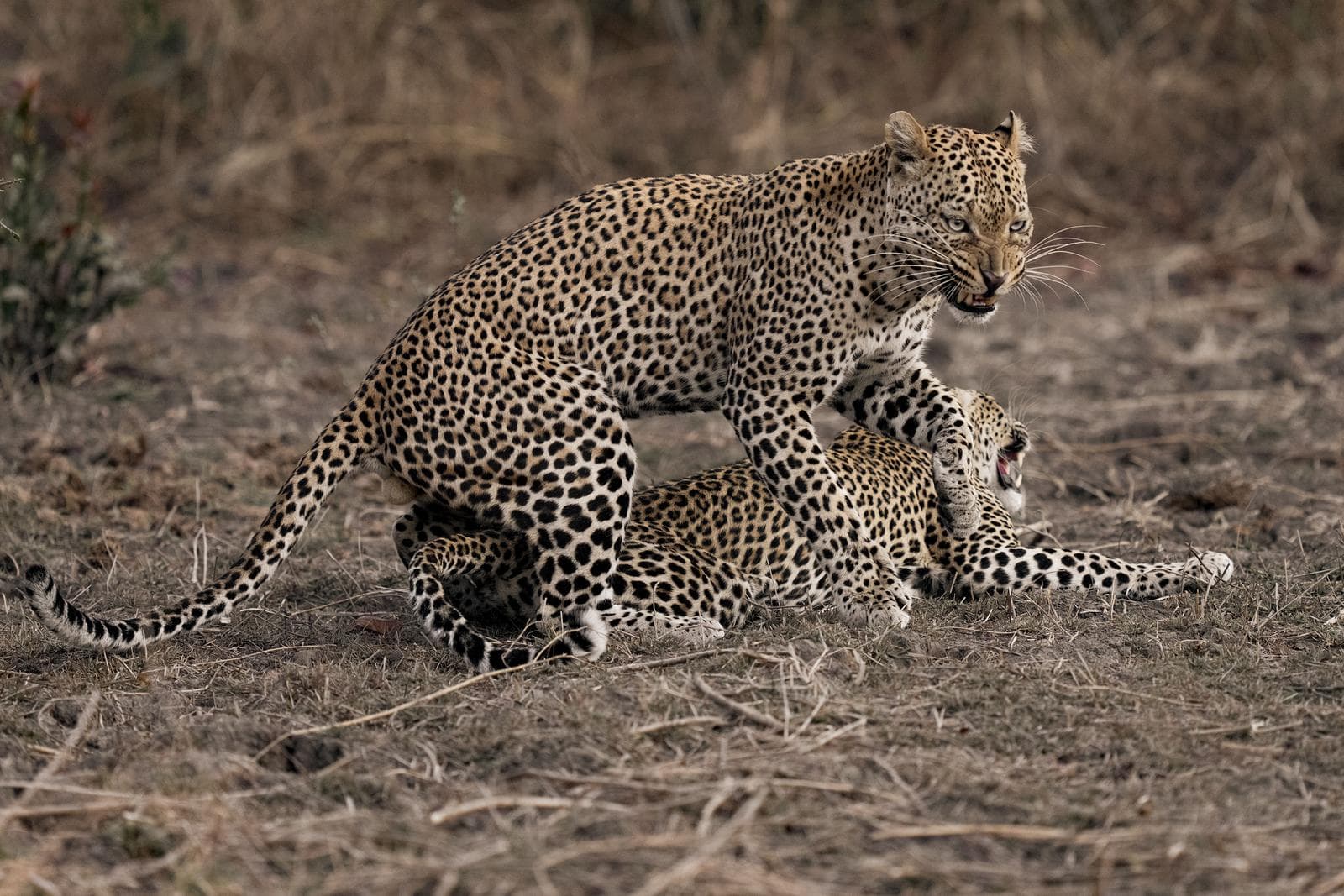 South Luangwa — 14