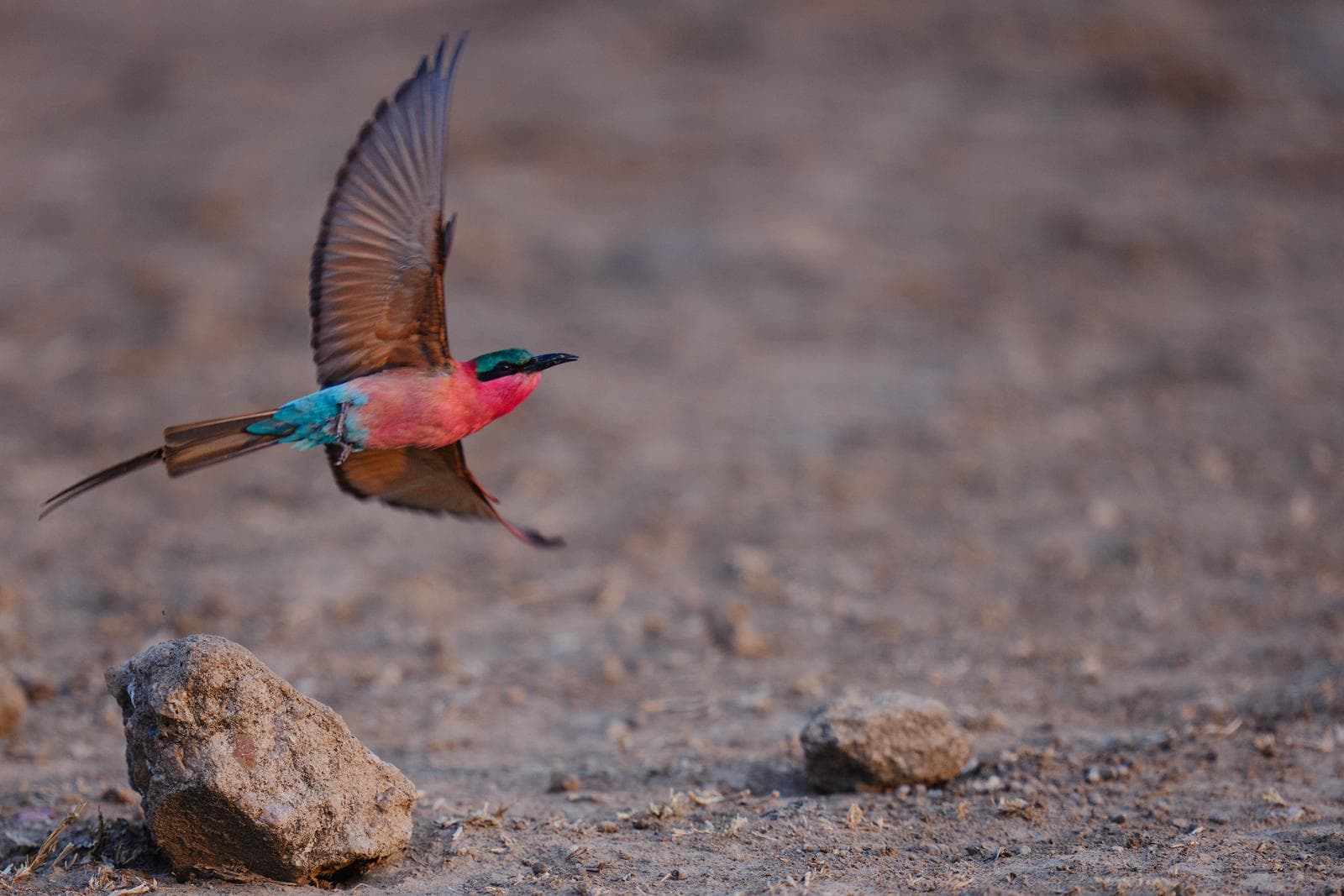 South Luangwa — 51