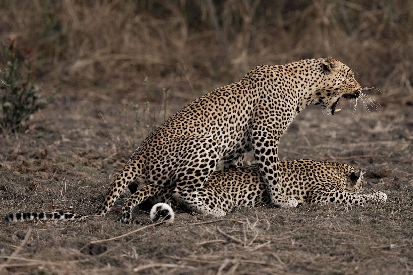 South Luangwa — 13